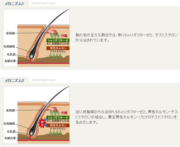 発毛メカニズム