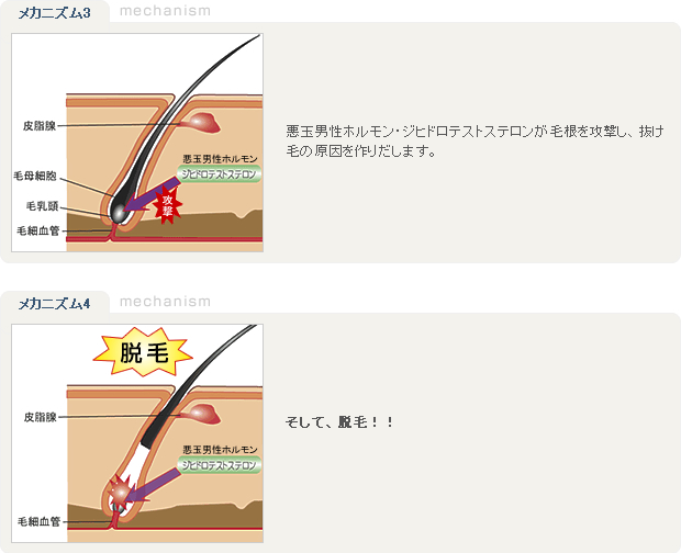 発毛メカニズム